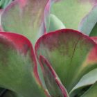 Kalanchoe thyrsiflora W?stenkohl Samen