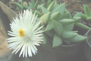 Khadia alticola Mesembs seeds