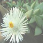 Khadia alticola