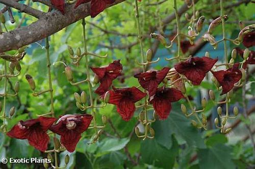 Kigelia africana sausage tree seeds