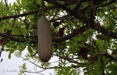 Kigelia africana sausage tree seeds