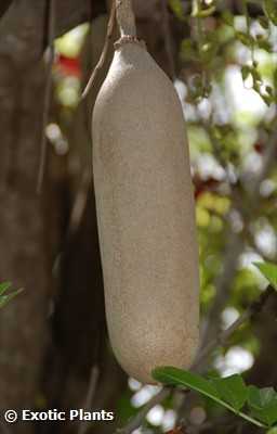 Kigelia africana sausage tree seeds