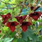 Kigelia africana Leberwurstbaum Samen