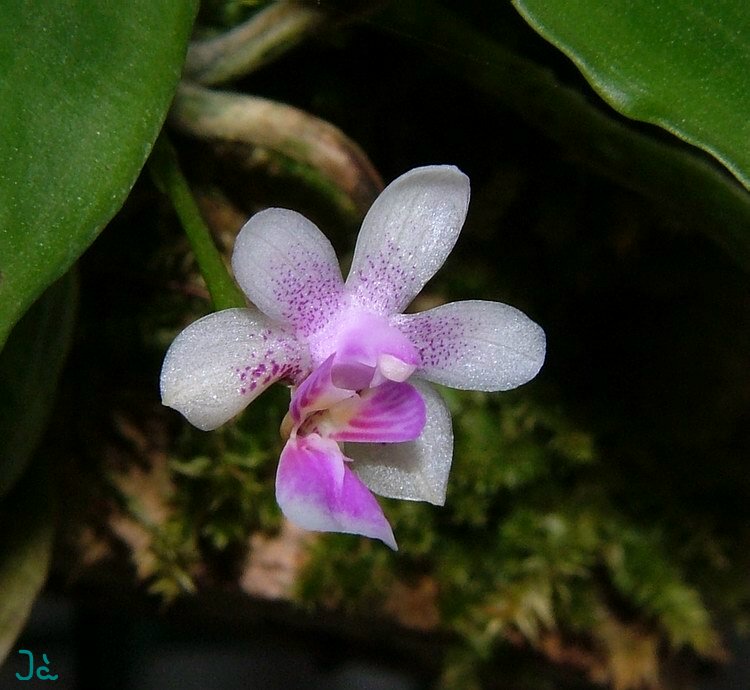 Kingidium deliciosum syn: Phalaenopsis deliciosa seeds