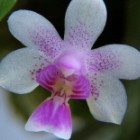 Kingidium deliciosum syn: Phalaenopsis deliciosa graines