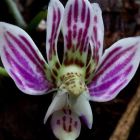 Kingidium minus syn: Phalaenopsis finleyi Samen