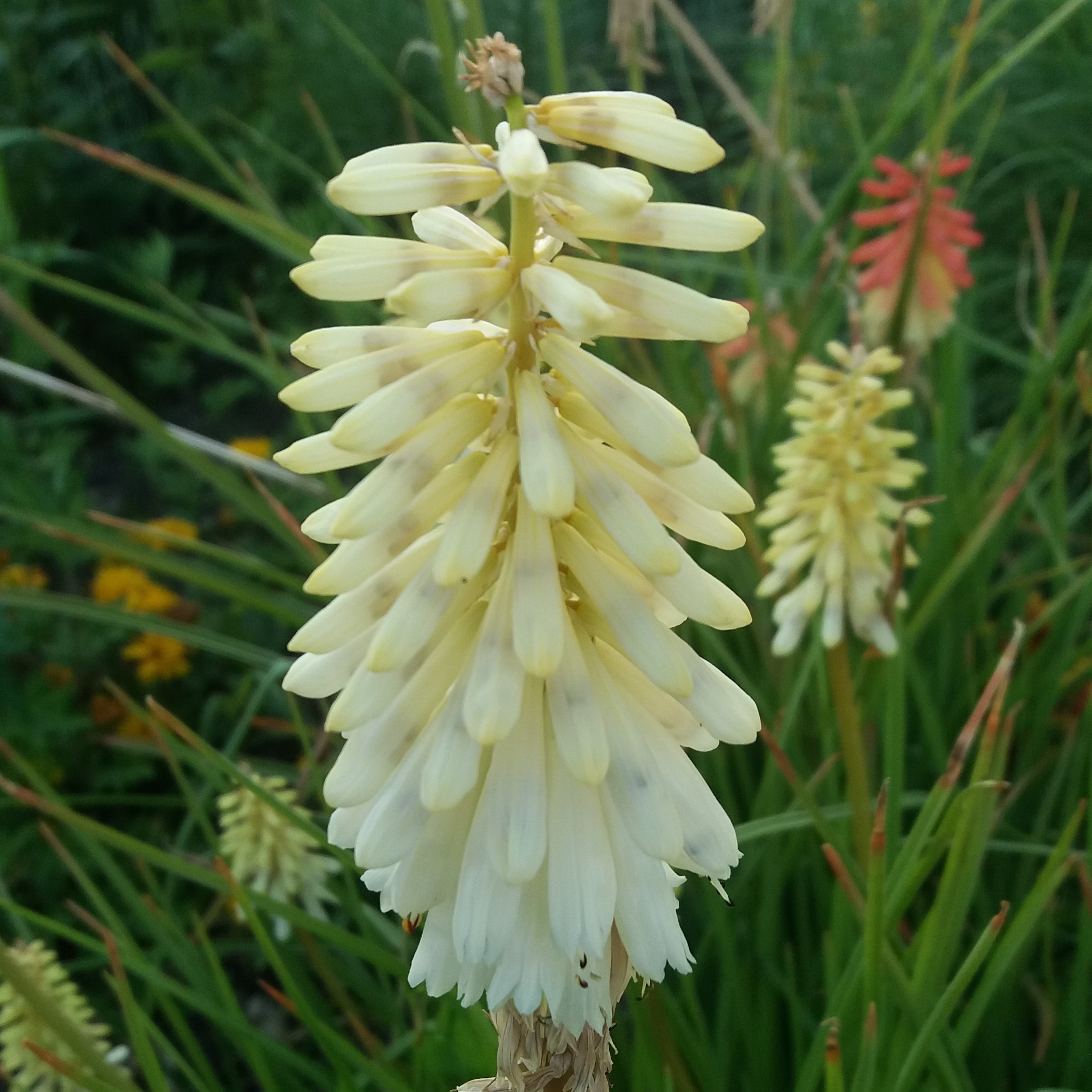 Kniphofia albescens