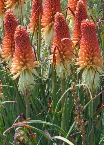 Kniphofia caulescens Red hot poker - Torch lily - Poker plant seeds