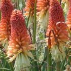 Kniphofia caulescens Marsh Poker - Torch Lily graines