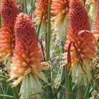 Kniphofia caulescens  semi