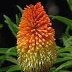 Kniphofia linearifolia