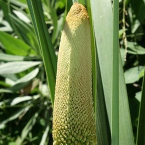 Kniphofia multiflora cream Red hot poker - Torch lily - Poker plant seeds