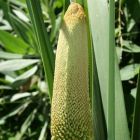 Kniphofia multiflora cream  semi