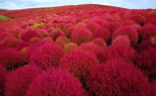 Kochia scoparia red Burning Bush - Fireweed seeds