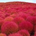 Kochia scoparia red Besen-Radmelde - Besenkraut - Sommerzypresse Samen