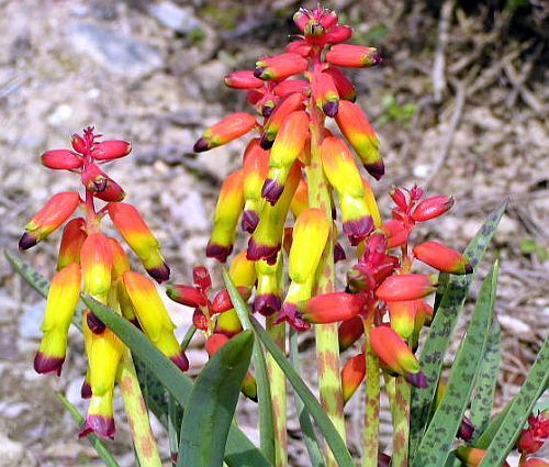 Lachenalia aloides var quadricolor hyacinth seeds