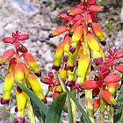 Lachenalia aloides var quadricolor plantas bulbosas semillas