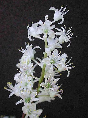 Lachenalia angelica hyacinth seeds