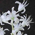 Lachenalia angelica  cемян