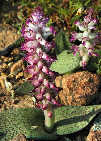 Lachenalia carnosa Hyacinth seeds