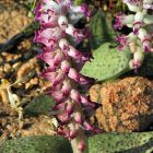 Lachenalia carnosa Iridac?es graines