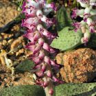 Lachenalia carnosa Iridac?es graines