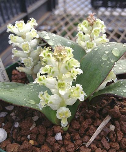 Lachenalia congesta hyacinth seeds