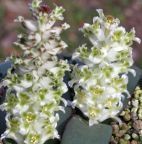 Lachenalia congesta