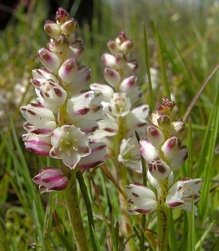 Lachenalia contaminata hyacinth seeds