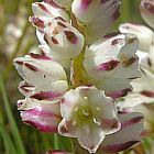 Lachenalia contaminata Iridac?es graines