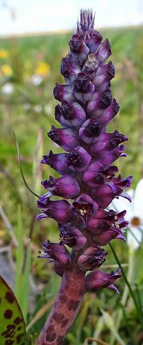 Lachenalia elegans var. suaveolens hyacinth seeds