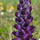 Lachenalia elegans var. suaveolens piante bulbosus semi