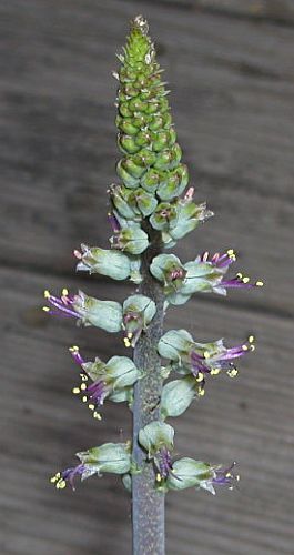 Lachenalia haarlemensis hyacinth seeds