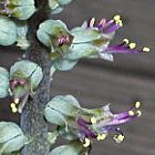 Lachenalia haarlemensis piante bulbosus semi
