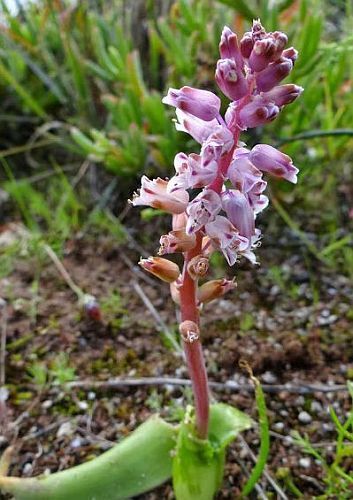 Lachenalia juncifolia hyacinth seeds