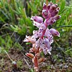 Lachenalia juncifolia Iridac?es graines