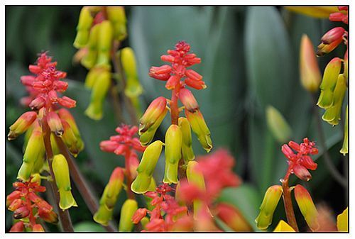 Lachenalia mixed hyacinth seeds