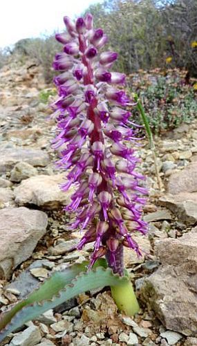 Lachenalia namaquensis Cape Cowslip seeds