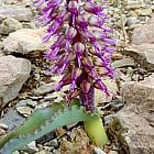 Lachenalia namaquensis plantas bulbosas semillas