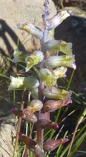 Lachenalia obscura hyacinth seeds