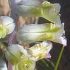 Lachenalia obscura Iridac?es graines