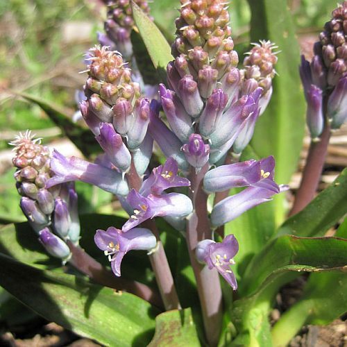 Lachenalia orchioides var glaucina Cornflower Blue Cape Hyacinth seeds