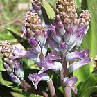 Lachenalia orchioides var glaucina Kornblumenblau - Kap-Hyazinthe Samen