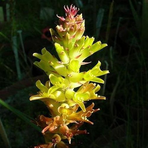 Lachenalia orchioides var orchioides Hyacinth seeds