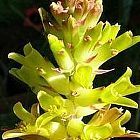 Lachenalia orchioides var orchioides Hyazinthe Samen