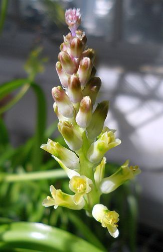 Lachenalia pallida hyacinth seeds