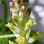 Lachenalia pallida Iridac?es graines