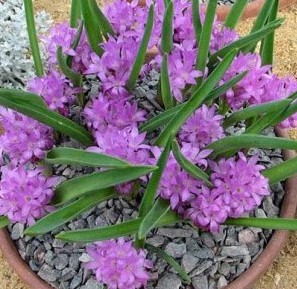 Lachenalia pauciflora syn: Hyacinthus paucifolius - Periboea oliveri - Periboea paucifolia - Polyxena paucifolia seeds