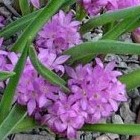 Lachenalia pauciflora