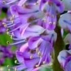 Lachenalia purpureo-caerulea Hyazinthe Samen